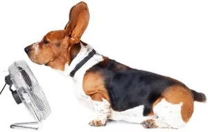 Dog with Fan 2