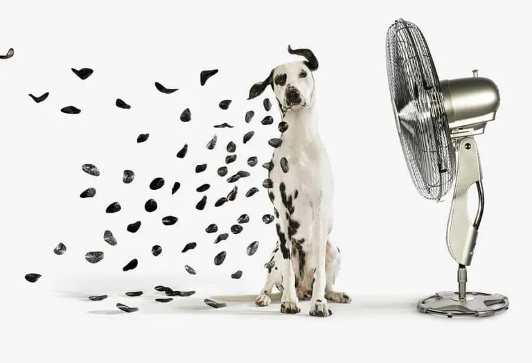 dalmation and fan, ac beak