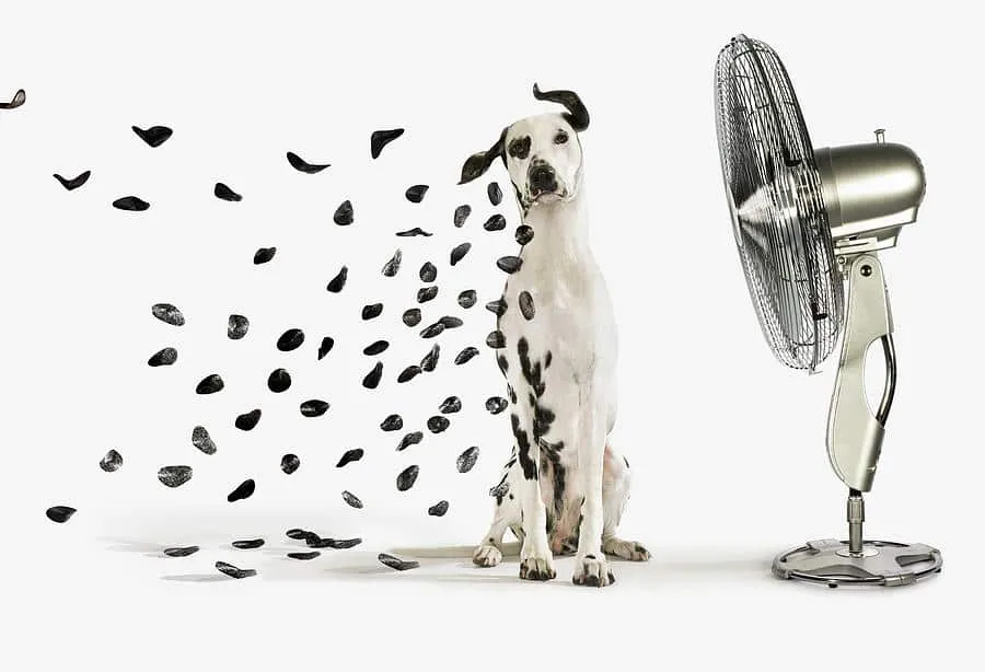 dalmation and fan, ac beak